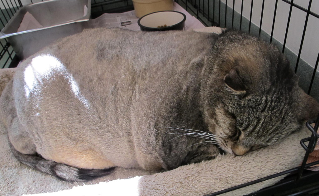 Jabba, the 26-lb. cat 