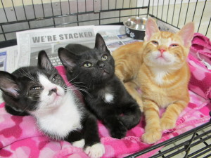 Modern Family Kittens 2